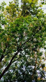 Low angle view of trees