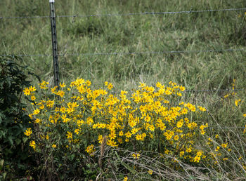 Yellow flowering plants on field