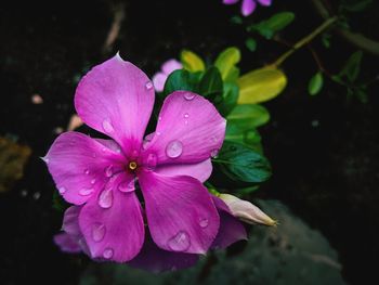 Close-up of wet pink flower blooming outdoors