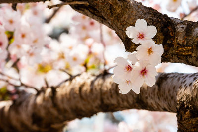 Close-up of cherry blossom tree