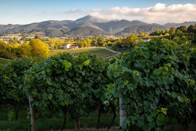 Scenic view of vineyard against sky