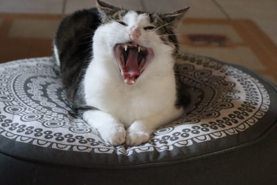 Close-up of cat yawning