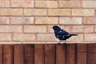 Bird perching on wall