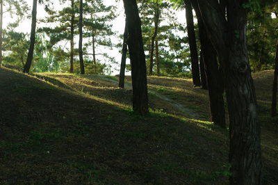 Trees on field in forest