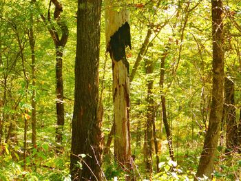 Full frame shot of tree trunk