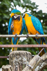 Close-up of parrot perching on branch