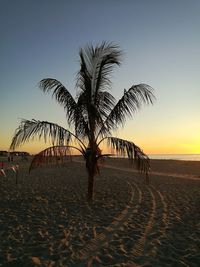 Palm trees on beach against clear sky at sunset