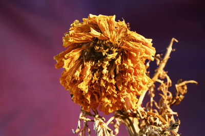 Close-up of dried plant