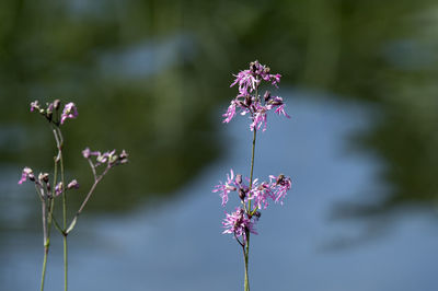 Close-up of pink flowering plant