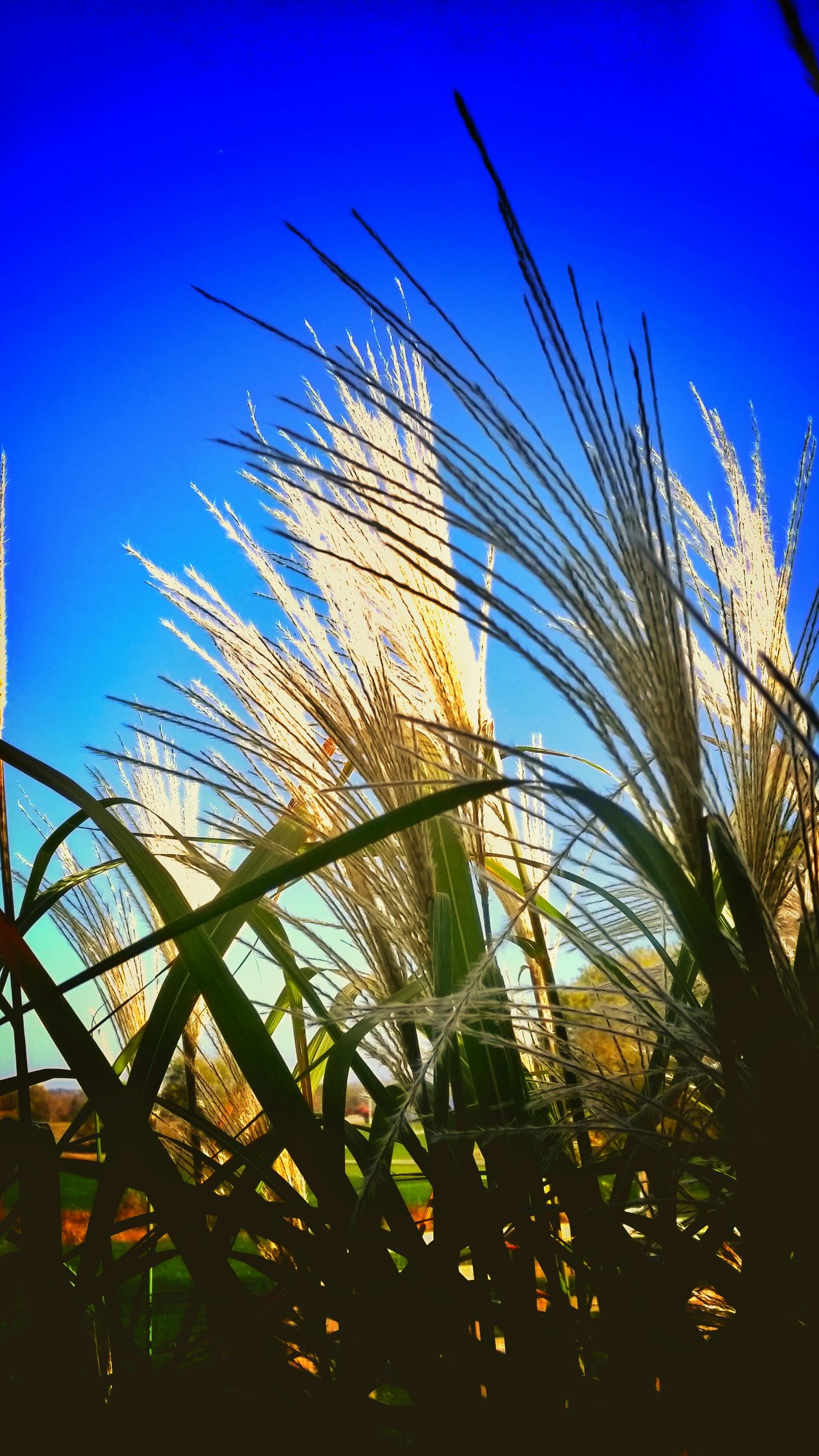 Ornamental grasses