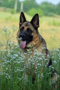 Close-up of a dog on field