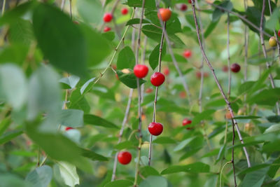 Close-up of red berries growing on plant