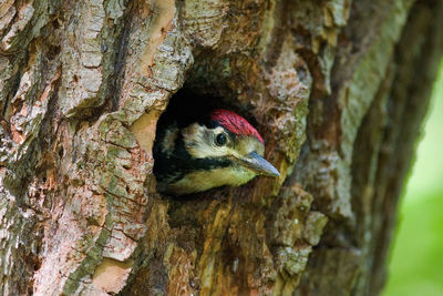 Young great spotted woodpecker on the nest in the willow forest