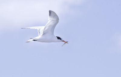 Low angle view of seagull flying in sky