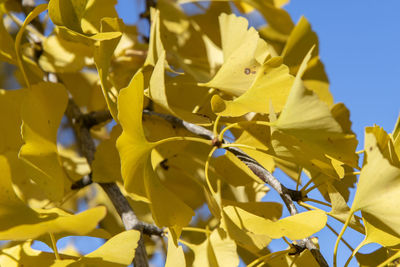 Close-up of yellow flowering plant against blue sky