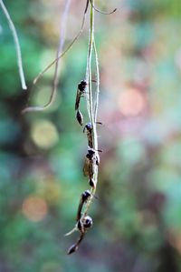 Close-up of insect on plant