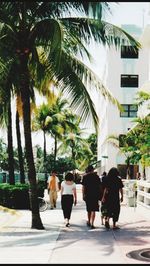 Palm trees in park