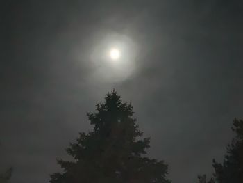 Low angle view of tree against sky at night