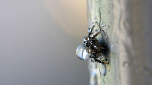 A macro image of a tiny spider covered in rain droplets sitting on a metal pipe close-up 