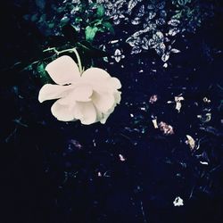 Close-up of white flowers blooming outdoors