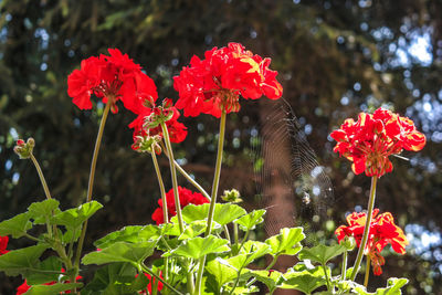 Close-up of red flowers