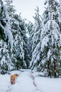 Dog on snow covered trees during winter