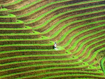 Full frame shot of rice paddy