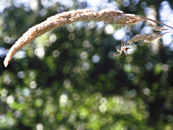 Close-up of insect on plant