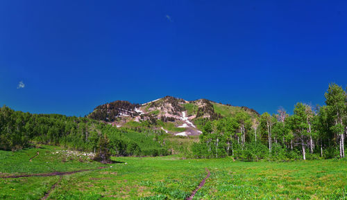 Scenic view of field against clear blue sky