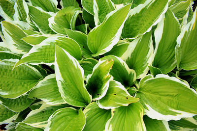 Full frame shot of green leaves