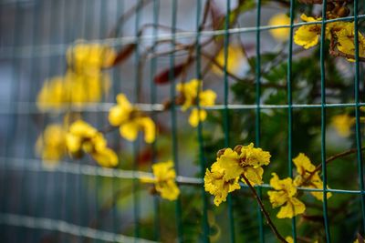 Close-up of yellow flowering plants by fence