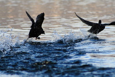 Birds flying over lake