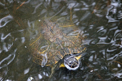 Reflection of trees in water