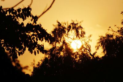 Close-up of silhouette trees against sky during sunset