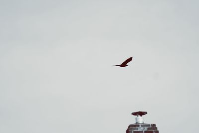 Low angle view of birds flying in sky