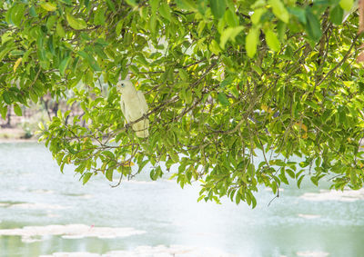 Bird perching on a tree