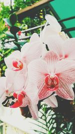 Close-up of fresh flowers
