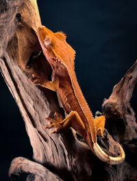 Close-up of lizard