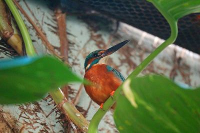 Close-up of bird perching on branch