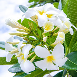 Close-up of white flowering plant