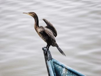 Close-up of bird perching on lake