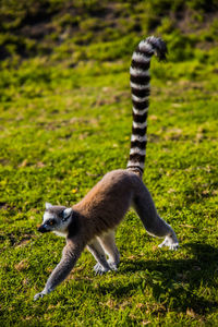 Full length of ring tailed lemur running on grass