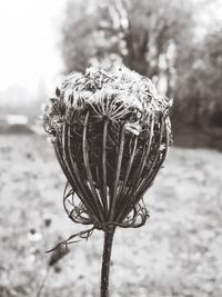 Close-up of plant against blurred background