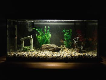View of fish swimming in aquarium