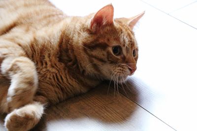 Close-up of a cat looking away