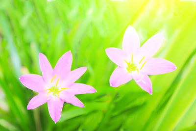 Close-up of pink flowering plant