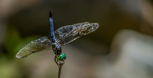 Close-up of dragonfly on stick