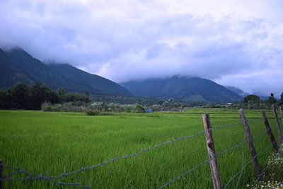 Scenic view of agricultural field against sky