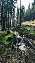 Trees in forest