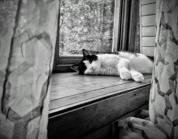 Cat sleeping on window